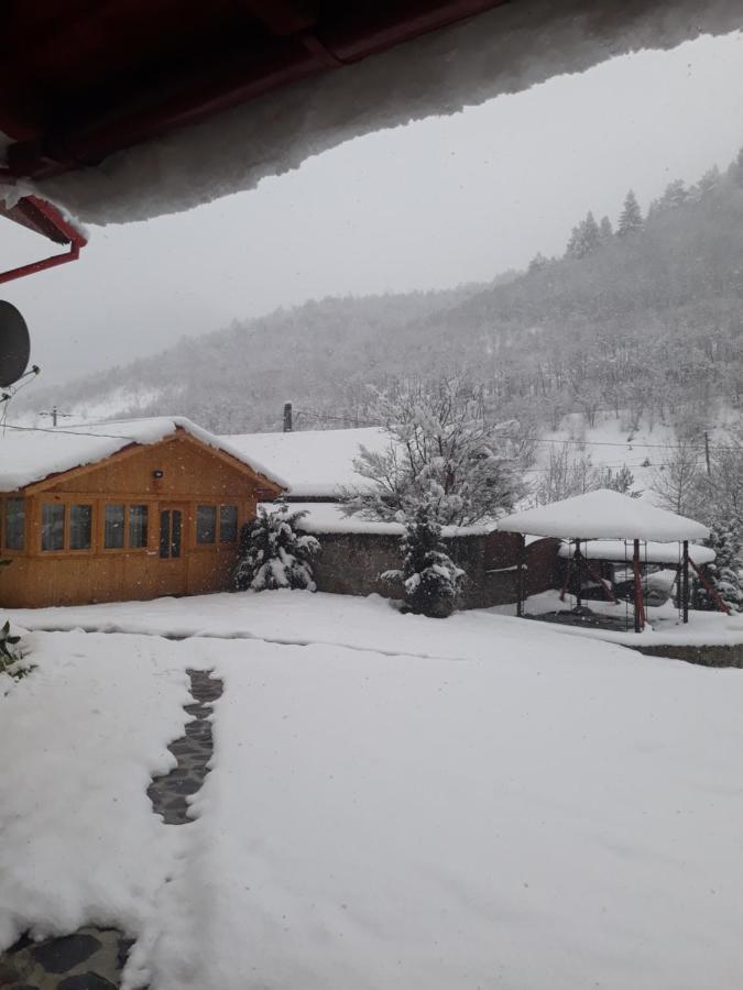 Pensiunea Alpin Păltiniş Εξωτερικό φωτογραφία